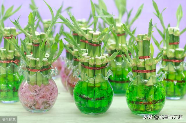 养花大全45集,收藏起来,什么花都能养好!送给爱养花的朋友