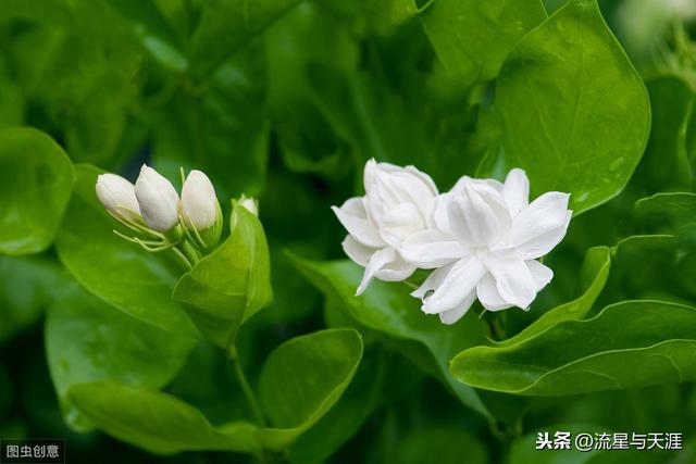 养花大全45集,收藏起来,什么花都能养好!送给爱养花的朋友