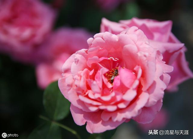 养花大全45集,收藏起来,什么花都能养好!送给爱养花的朋友
