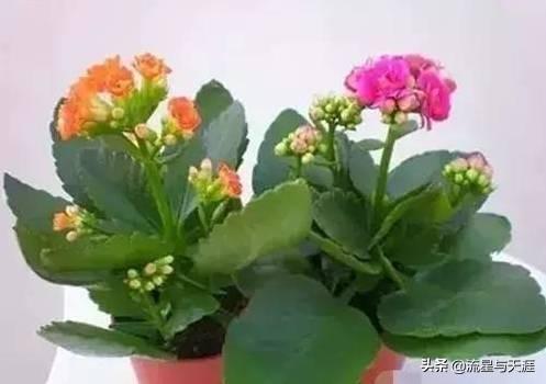 养花大全45集,收藏起来,什么花都能养好!送给爱养花的朋友