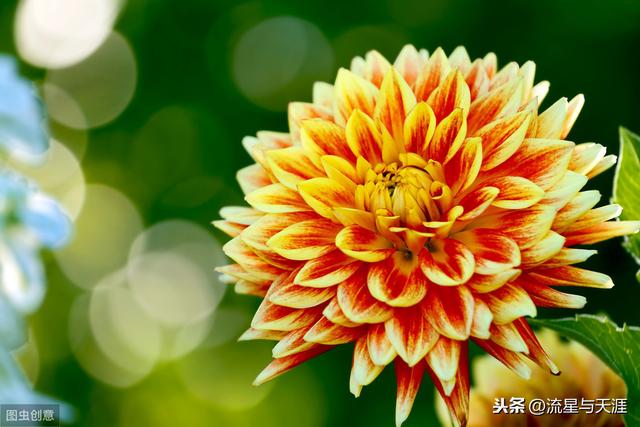 养花大全45集,收藏起来,什么花都能养好!送给爱养花的朋友