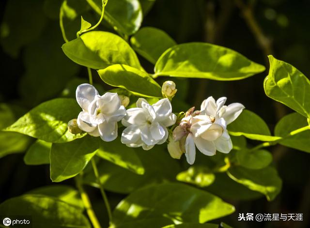 养花大全45集,收藏起来,什么花都能养好!送给爱养花的朋友