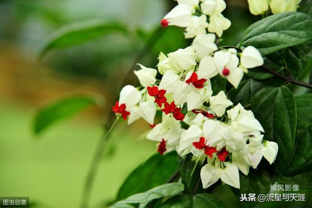 养花大全45集,收藏起来,什么花都能养好!送给爱养花的朋友