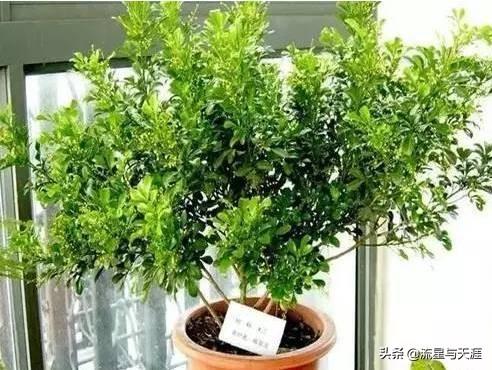 养花大全45集,收藏起来,什么花都能养好!送给爱养花的朋友