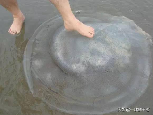 ʵĿԿ