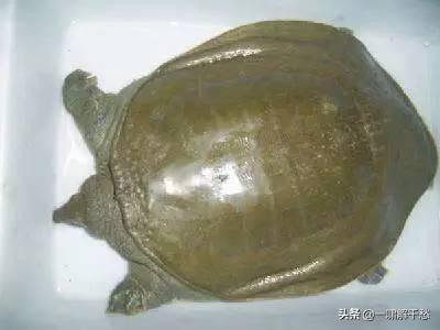 ʵĿԿ