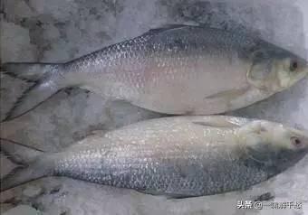 ʵĿԿ