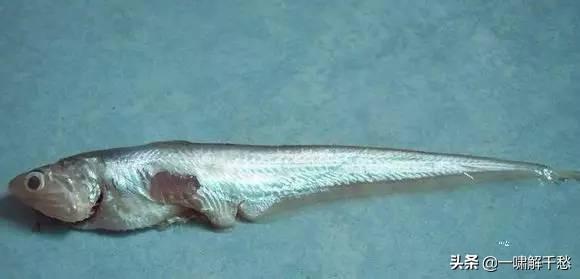 ʵĿԿ