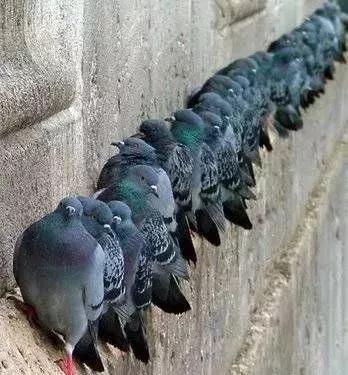 ļգֿ֪ܰɰĻ