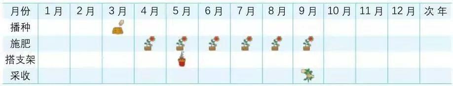阳台上种葡萄并不难,踏踏实实完成九个步骤定能顺利挂果