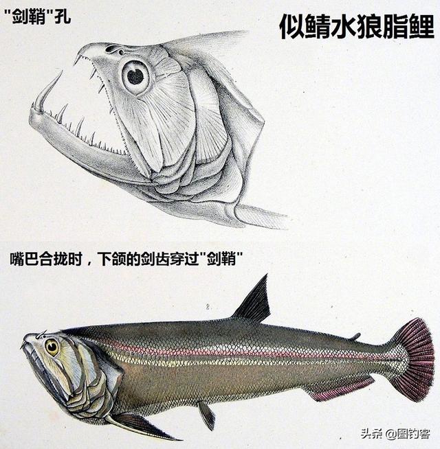 ֮Ρѷ鲼Ұ࣬ȴӵһ̬Ȧ