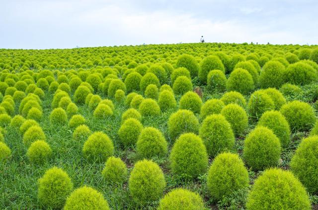 超全!100种公园小区常见绿化植物,再也不怕孩子问名字(上)