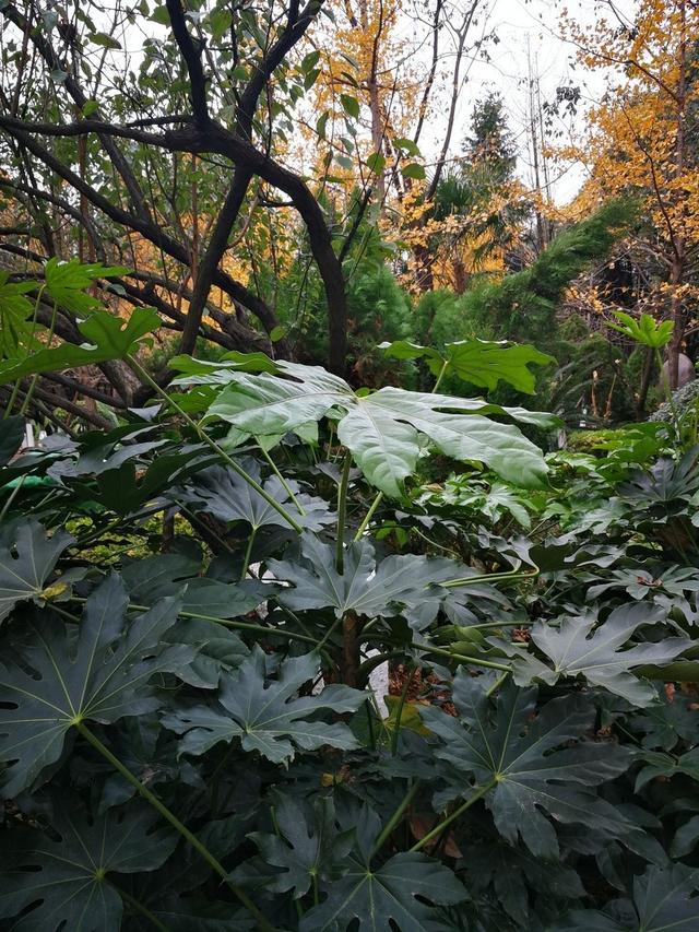 超全!100种公园小区常见绿化植物,再也不怕孩子问名字(上)