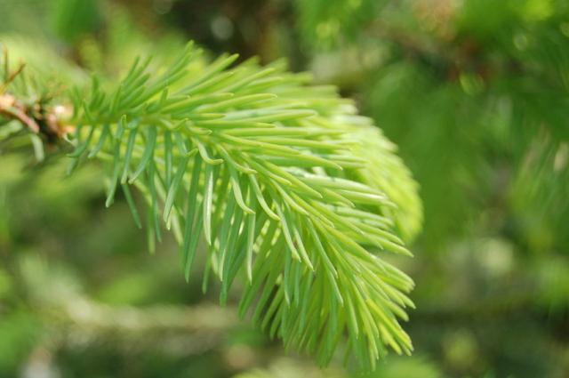 超全!100种公园小区常见绿化植物,再也不怕孩子问名字(上)