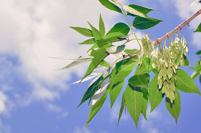 超全!100种公园小区常见绿化植物,再也不怕孩子问名字(上)