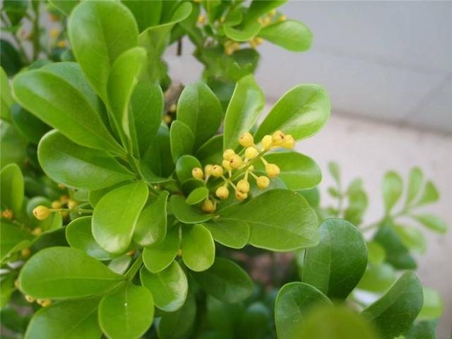 100种公园小区常见绿化植物