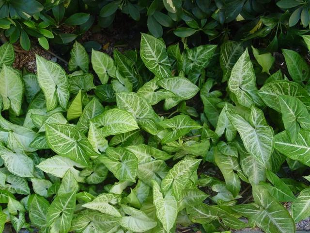 超全!100种公园小区常见绿化植物,再也不怕孩子问名字(上)