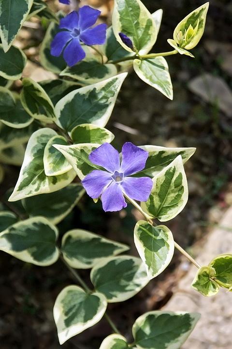 100种公园小区常见绿化植物