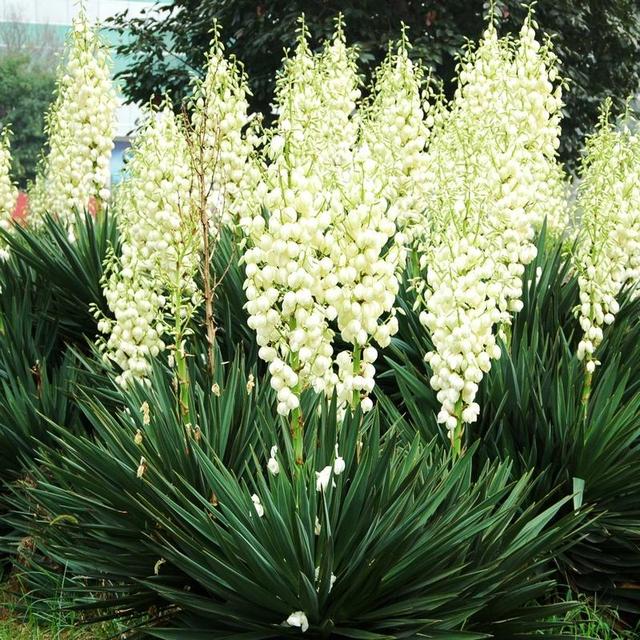 100种公园小区常见绿化植物