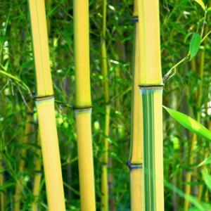 超全!100种公园小区常见绿化植物,再也不怕孩子问名字(上)