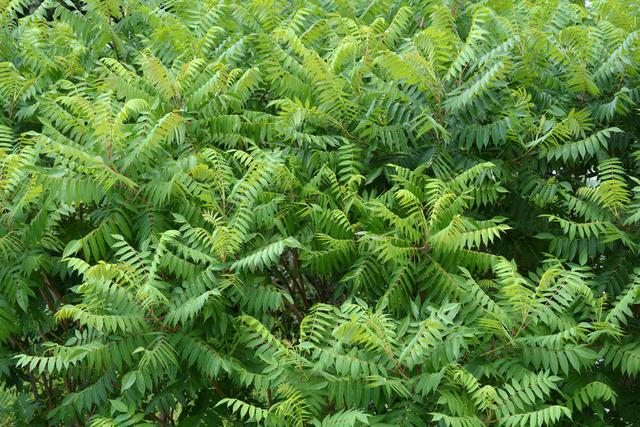 超全!100种公园小区常见绿化植物,再也不怕孩子问名字(上)