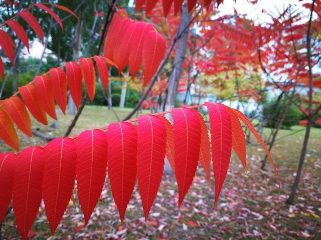 超全!100种公园小区常见绿化植物,再也不怕孩子问名字(上)