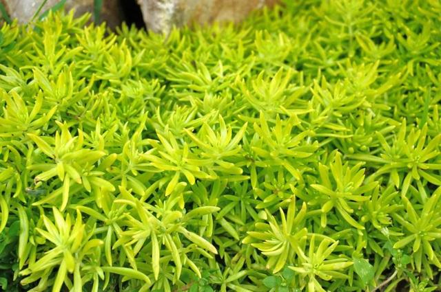 超全!100种公园小区常见绿化植物,再也不怕孩子问名字(上)
