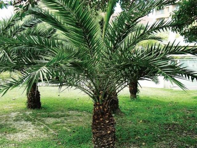 超全!100种公园小区常见绿化植物,再也不怕孩子问名字(上)