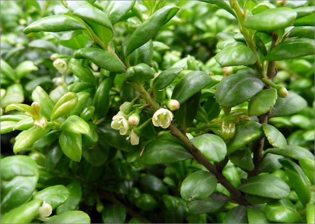 超全!100种公园小区常见绿化植物,再也不怕孩子问名字(上)