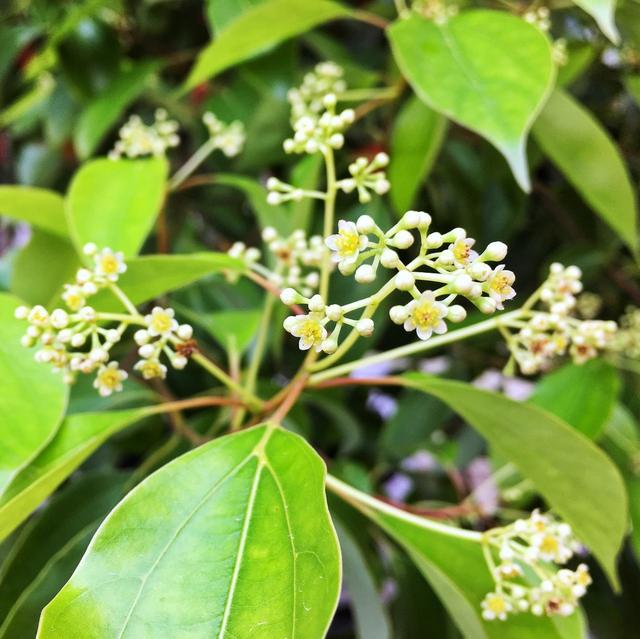100种公园小区常见绿化植物