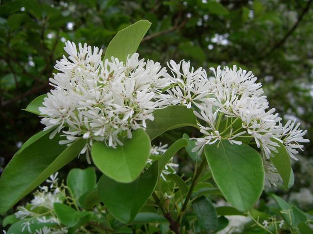 100种公园小区常见绿化植物