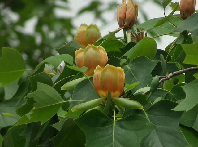 100种公园小区常见绿化植物