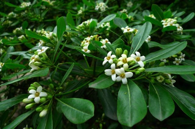 100种公园小区常见绿化植物