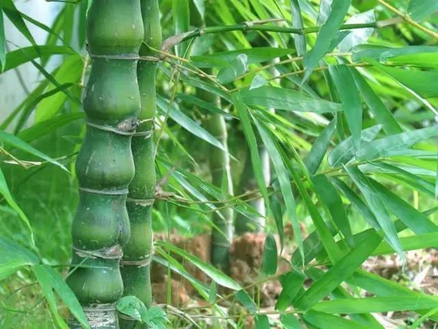 干货|近百种户外植物名称大全