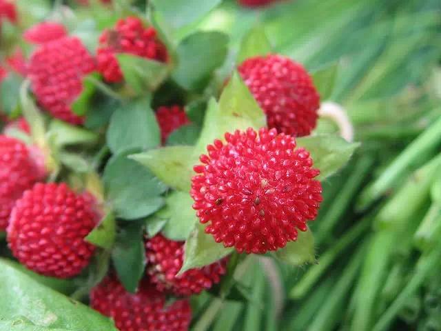 干货|近百种户外植物名称大全