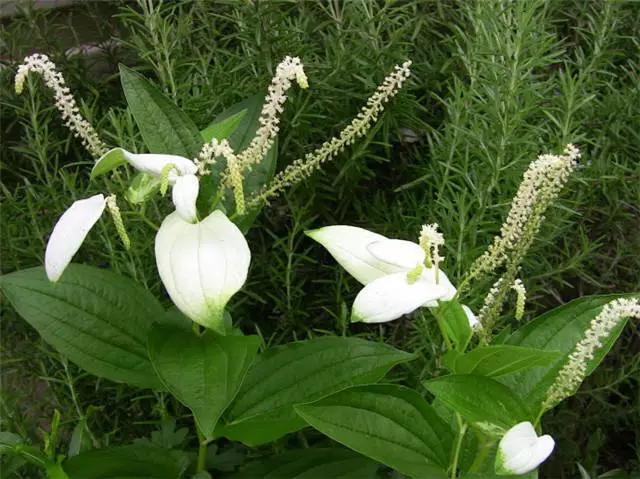 干货|近百种户外植物名称大全