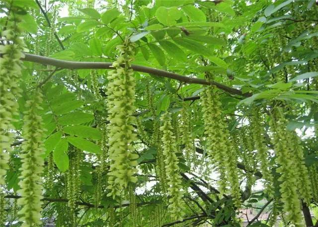 干货|近百种户外植物名称大全