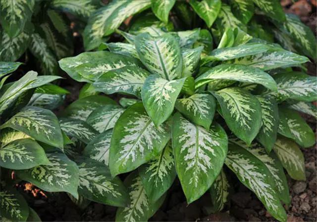 干货|近百种户外植物名称大全