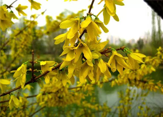 干货|近百种户外植物名称大全