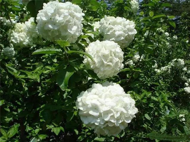 干货|近百种户外植物名称大全