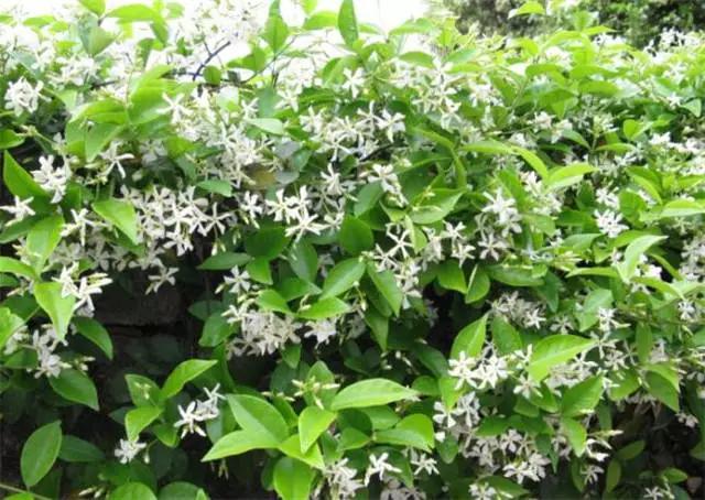 干货|近百种户外植物名称大全
