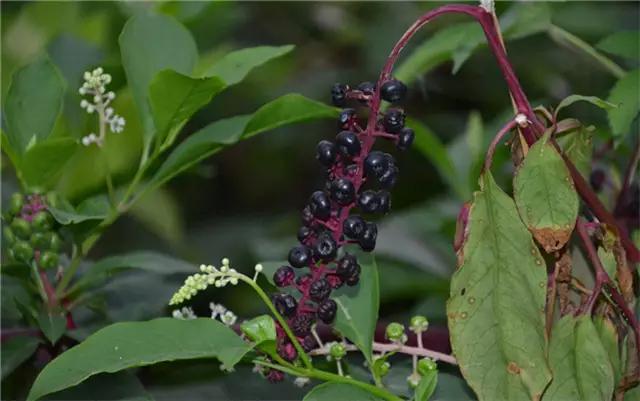 干货|近百种户外植物名称大全