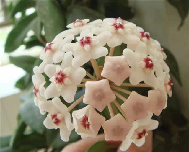 干货|近百种户外植物名称大全