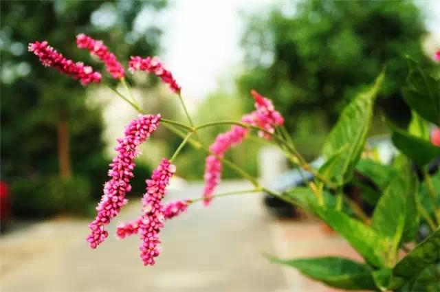 干货|近百种户外植物名称大全