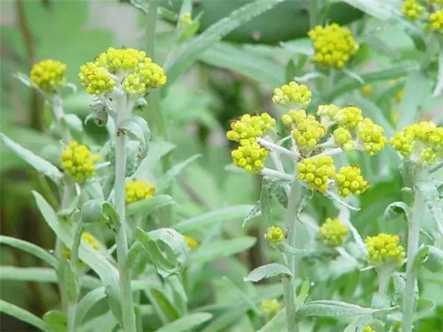 干货|近百种户外植物名称大全