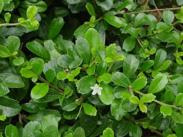 干货|近百种户外植物名称大全