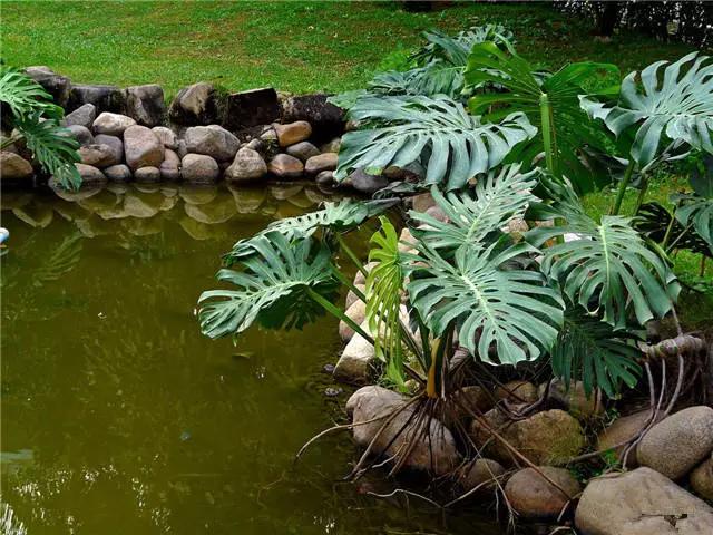 干货|近百种户外植物名称大全