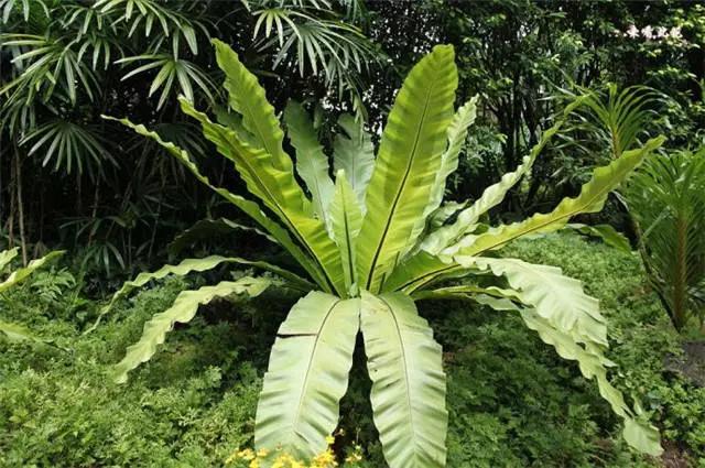 干货|近百种户外植物名称大全