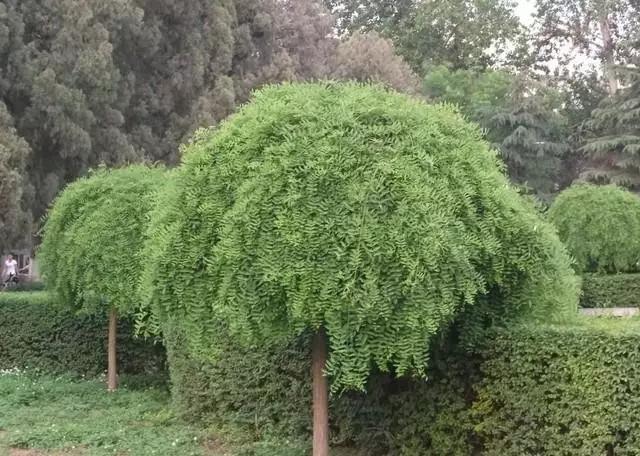 干货|近百种户外植物名称大全