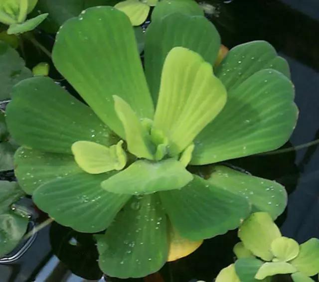 干货|近百种户外植物名称大全